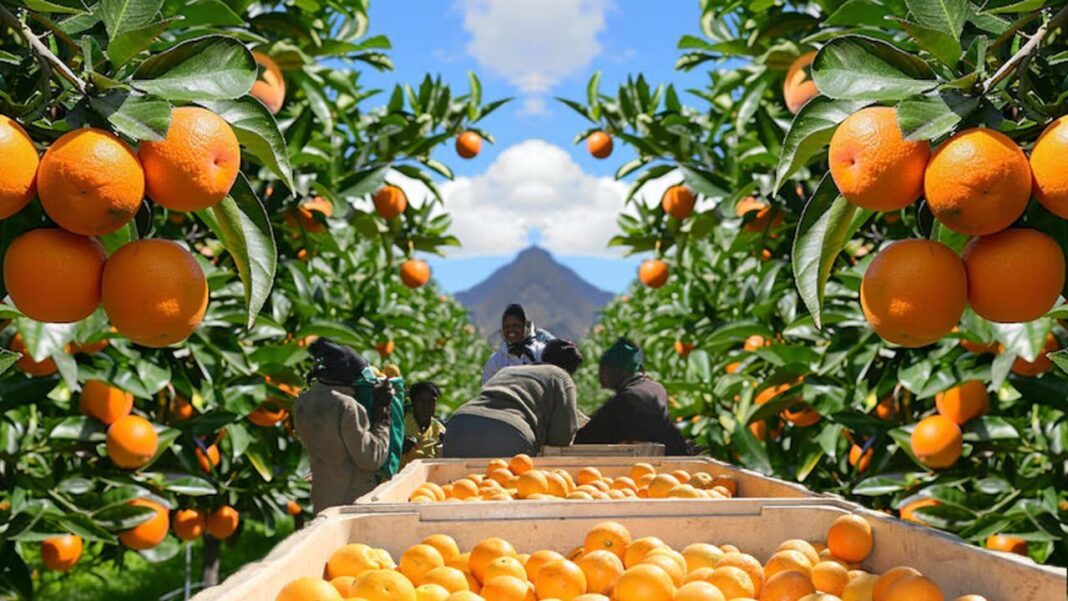 South Africa’s Farming Sector Rides a Wave of Trade Wins as El Niño Risk Looms South Africa’s Farming Sector Rides a Wave of Trade Wins as El Niño Risk Looms