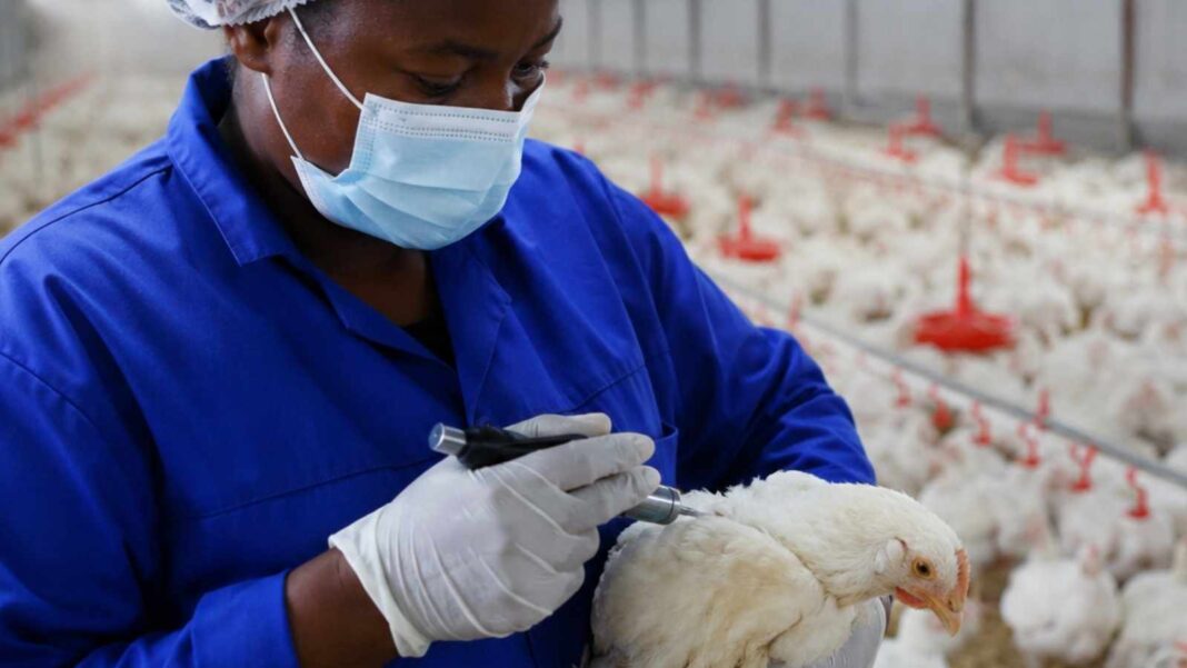 South Africa Ends Its Reliance on Mass Culling With New Bird Flu Vaccination Framework South Africa Ends Its Reliance on Mass Culling With New Bird Flu Vaccination Framework