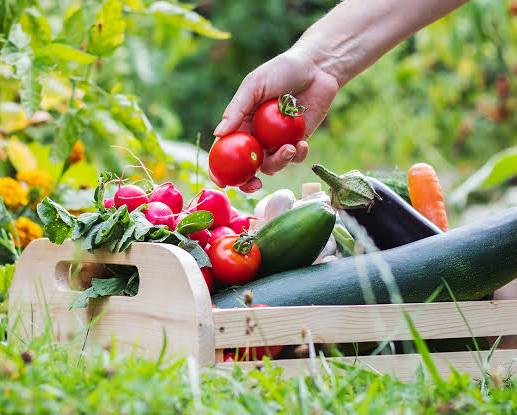 World Food Day 2026: South Africa Answers the Call to “Innovate Today. Nourish Tomorrow” World Food Day 2026: South Africa Answers the Call to “Innovate Today. Nourish Tomorrow”